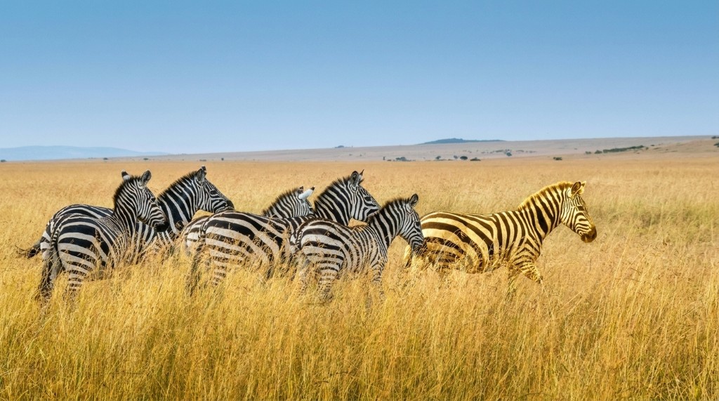 Zebras walking across golden savanna grass beneath a bright blue sky; one zebra has golden stripes.