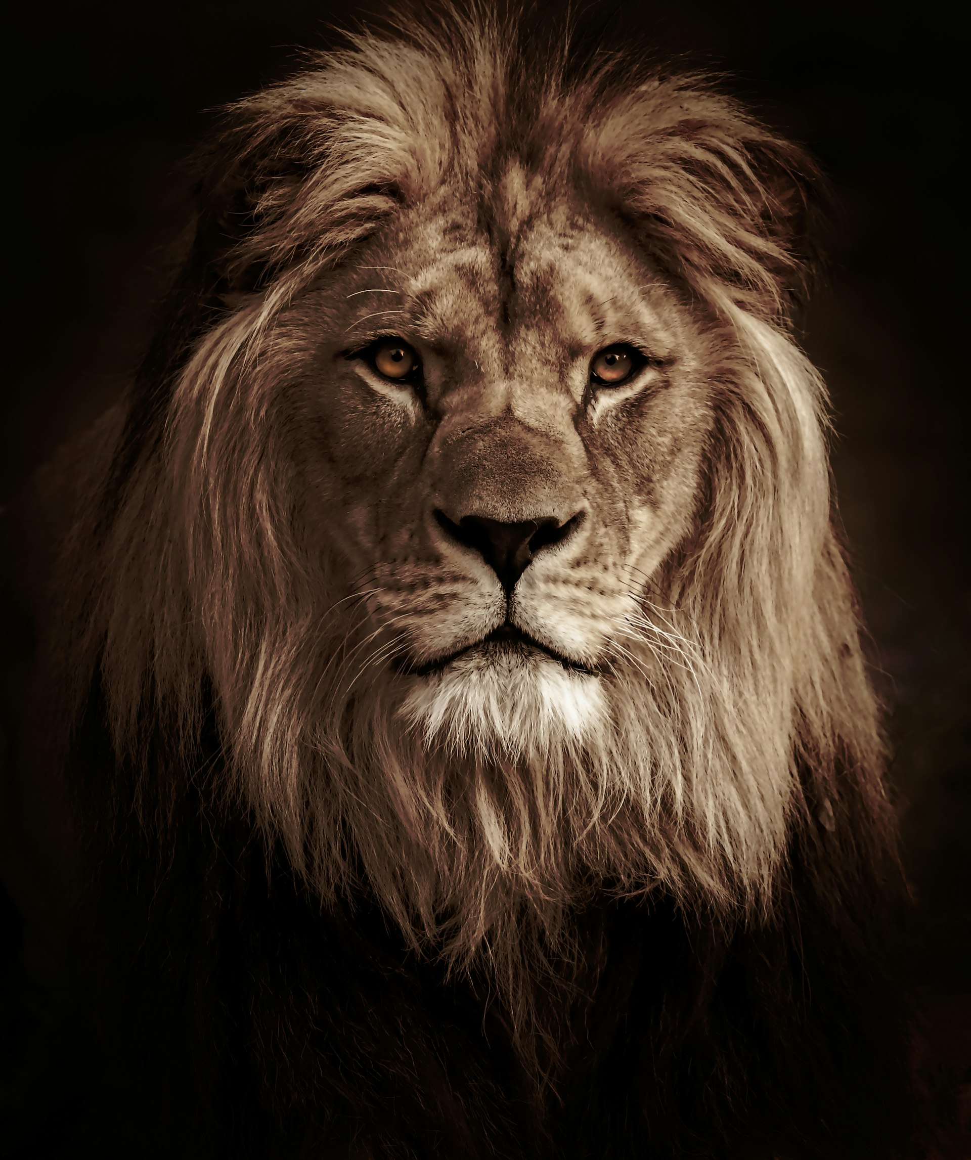 Brown lion resting on a green grass field
